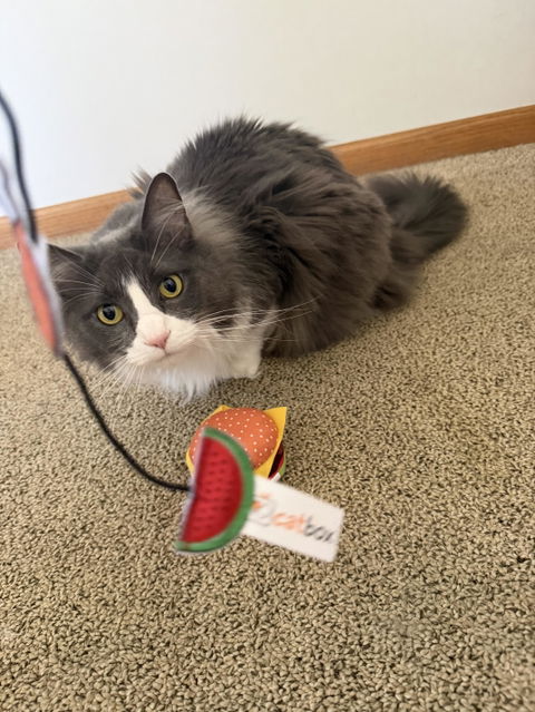 catbox
