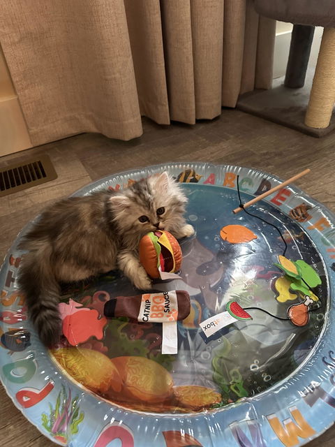 catbox