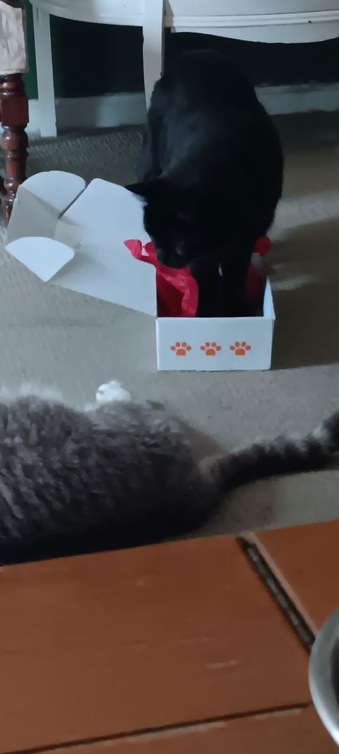 catbox