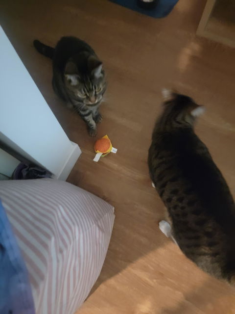 catbox