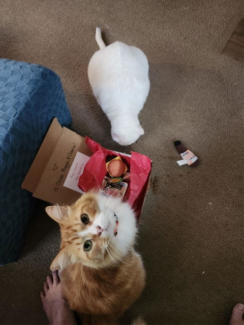 catbox