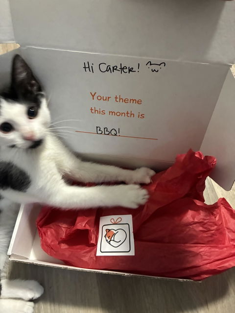 CatBox