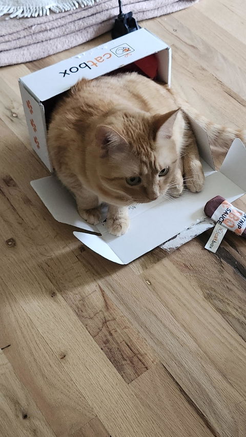 catbox