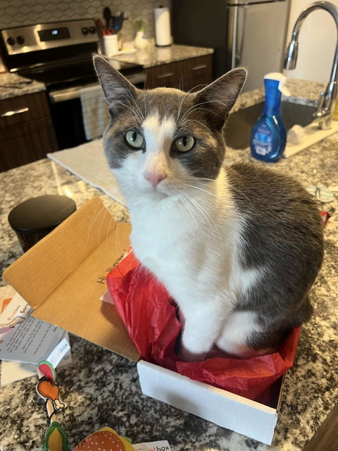 catbox