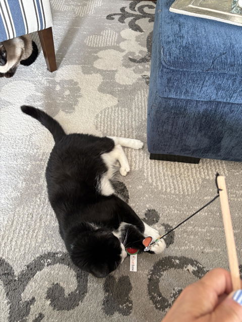 catbox