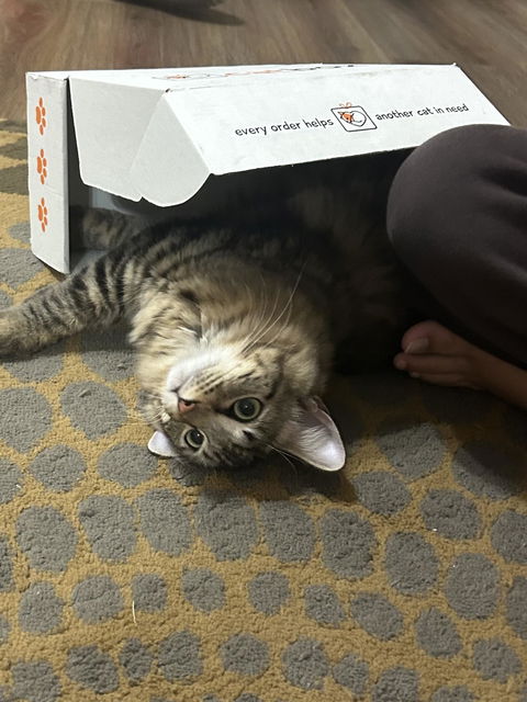catbox