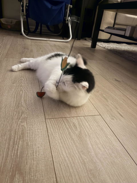 catbox