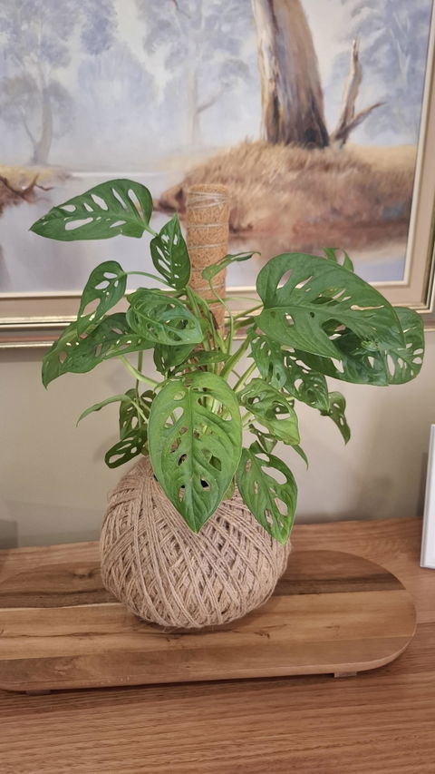 Coco Coir Totem Plant Poles (Pack of 4) - Cheeky Plant Co.