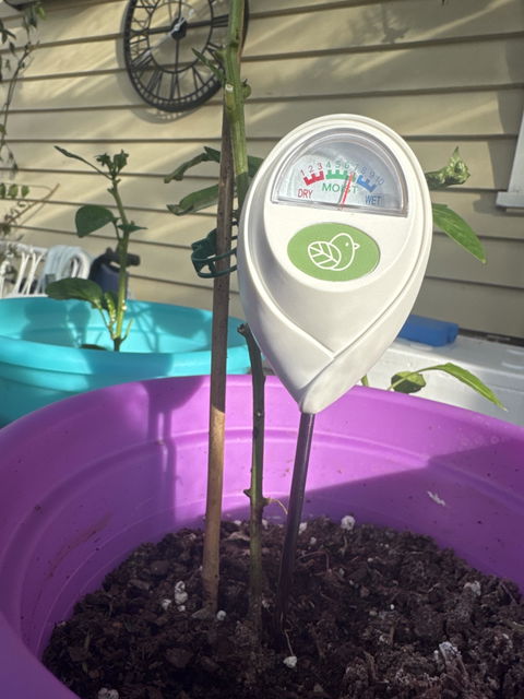 Soil Moisture Meter - Cheeky Plant Co.
