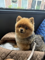 Hondenriem - Teddy Bear