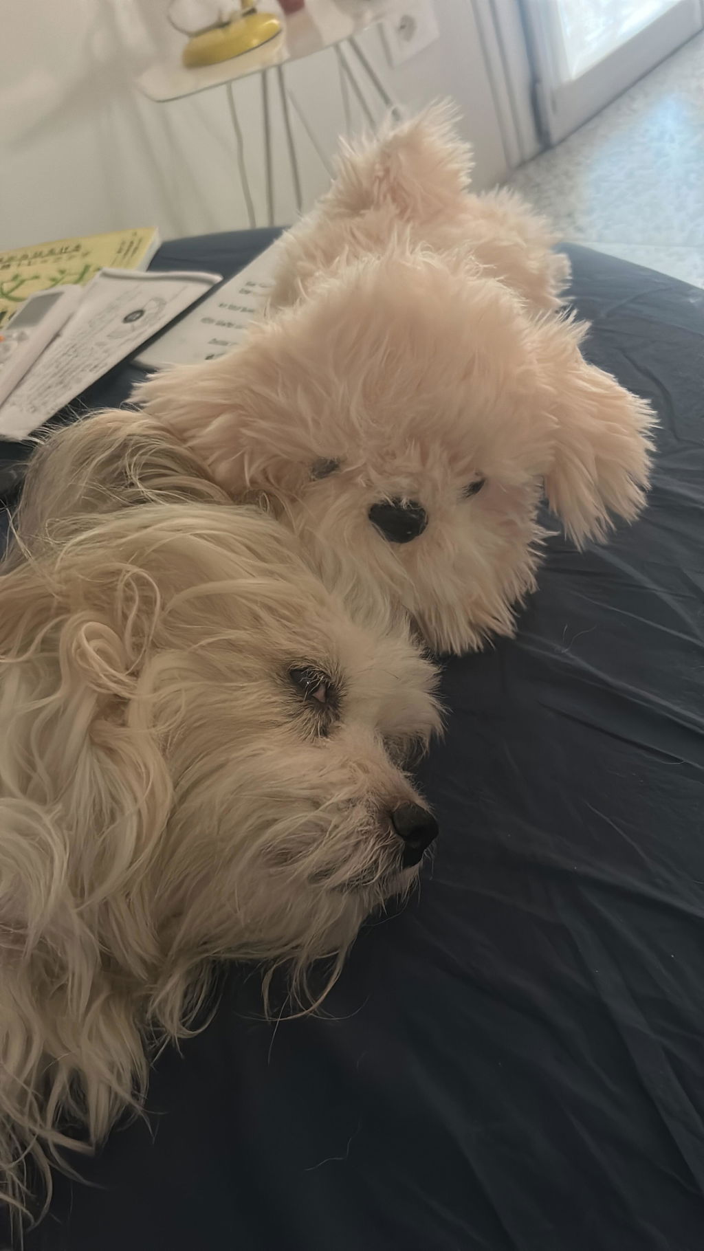 Peluche Chico
