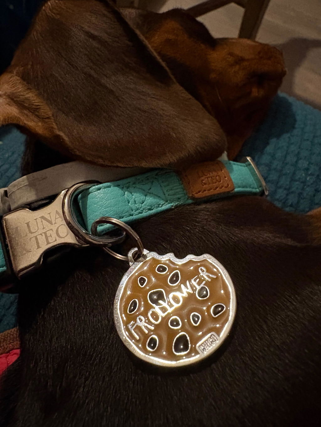 Medaglietta Chico con incisione personalizzata - Frollower