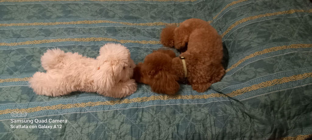 Peluche Chico