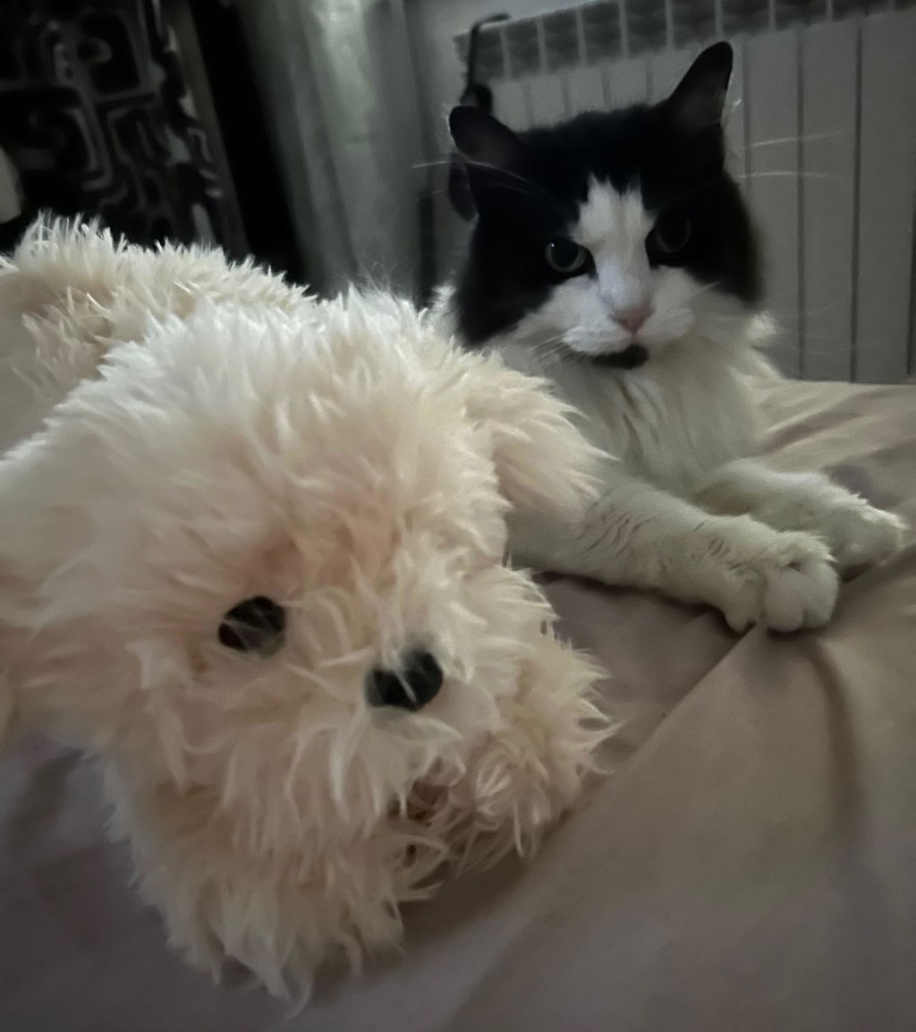 Peluche Chico