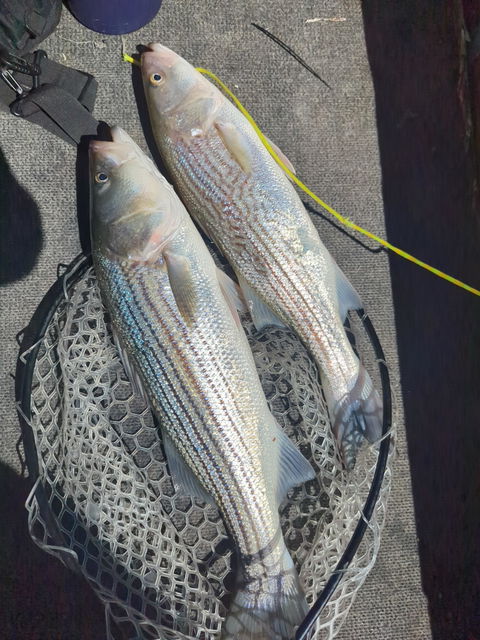 CastMan 40g Top Picks Pack
