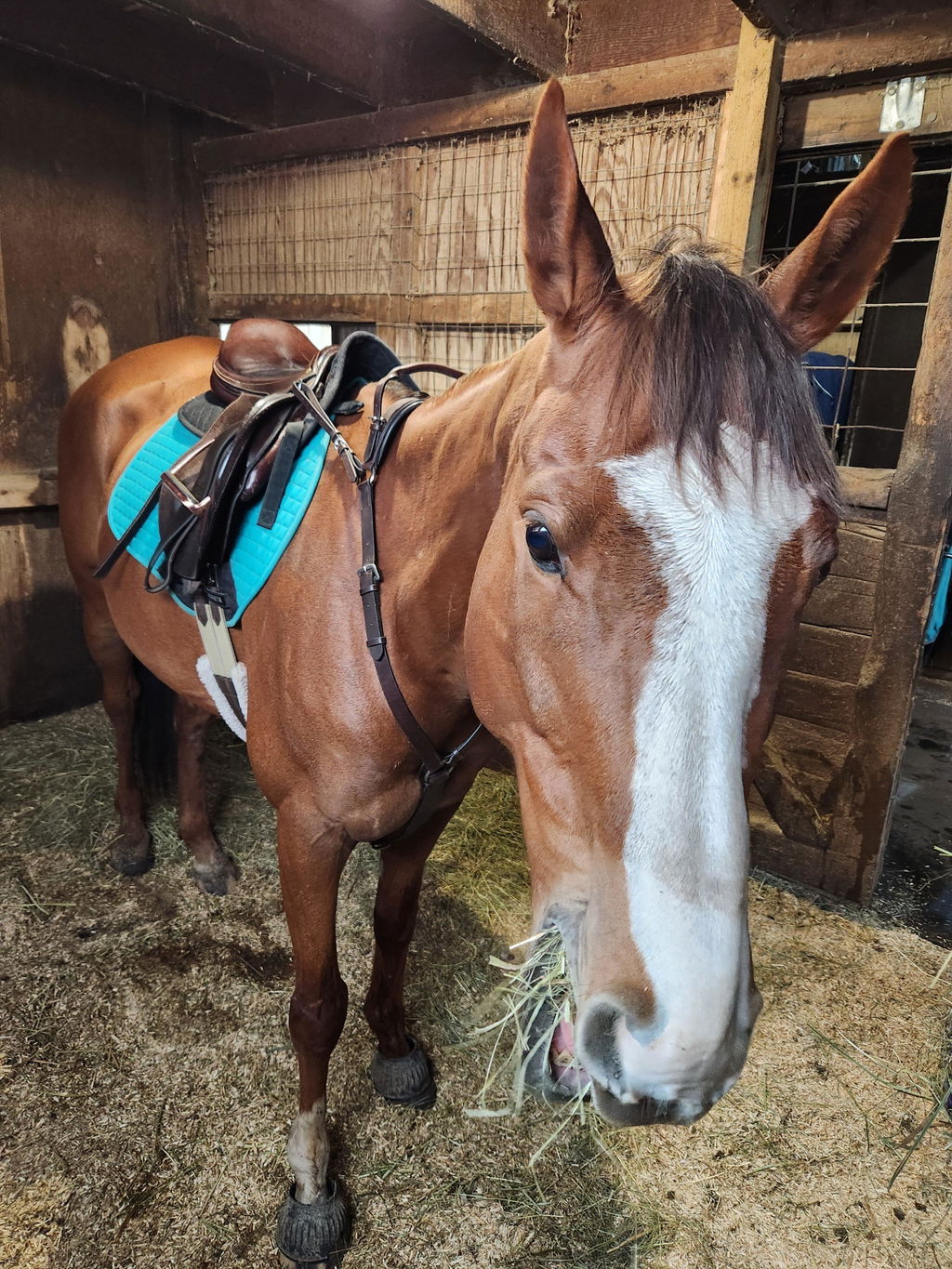 3-Point Breastplate with Double Neck Strap