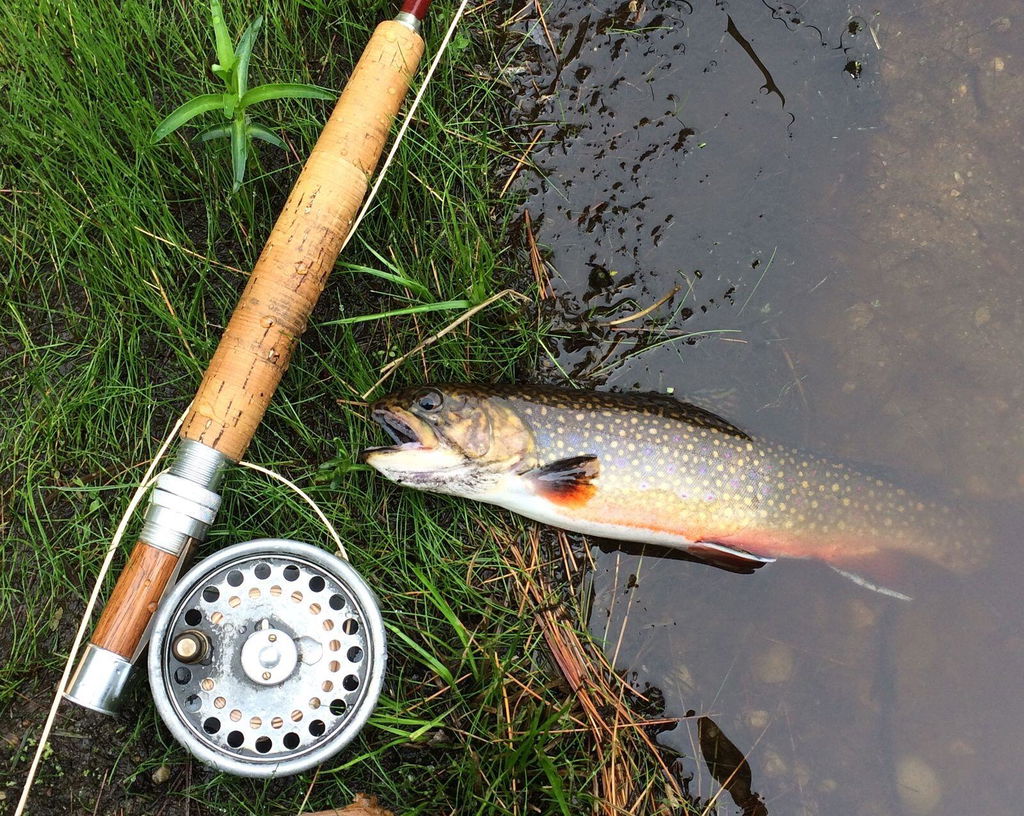 cortland 444 ltd fly reel Classic Series Clear Camo Intermediate  Fish Food friction finish Cortland 444 Peach Fly Line