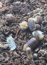 Cubaris sp. "Rubber Ducky"