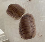 Mystery Isopod Box