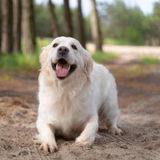 Cymbia Flora+ Gut Health & Immunity Chews for Dogs - Duck Flavor