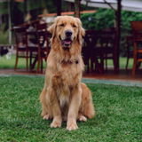 Cymbia Flora+ Gut Health & Immunity Chews for Dogs - Duck Flavor