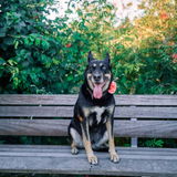 Cymbia Flora+ Gut Health & Immunity Chews for Dogs - Duck Flavor