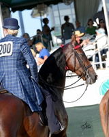 Women's Saddle Seat Jods