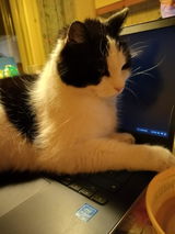 User picture