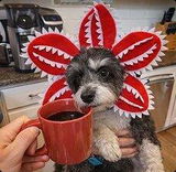 Haustier Kostüm Hund Kopfbdeckung Stranger Things Demogorgon Hundmütze Haustier Mütze
