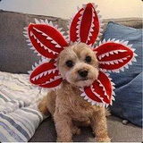 Haustier Kostüm Hund Kopfbdeckung Stranger Things Demogorgon Hundmütze Haustier Mütze