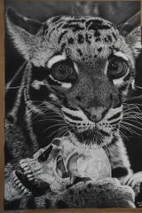 Lámina de Leopardo Nublado Hiperrealista | EL ÚLTIMO SAPIENS