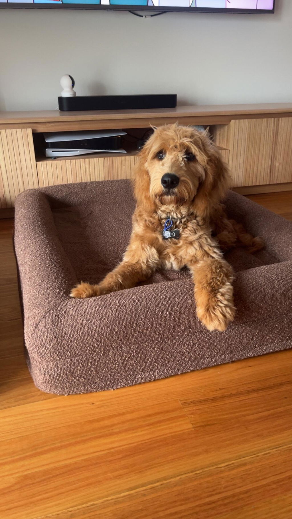 Memory Foam Dog Bed - Bouclé Cocoa