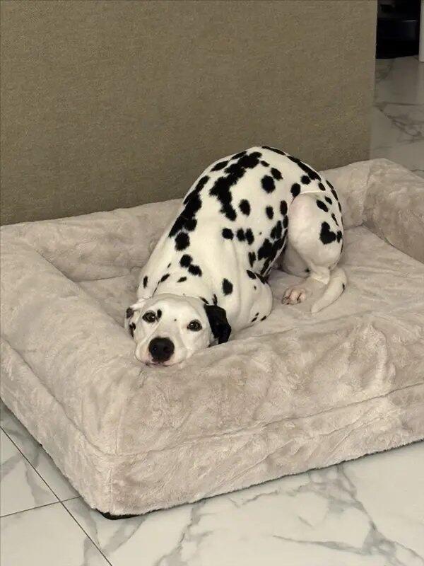 Cover - Faux Fur Pearl