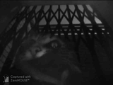 Cat Mate Mikrochip-Katzenklappe (360)