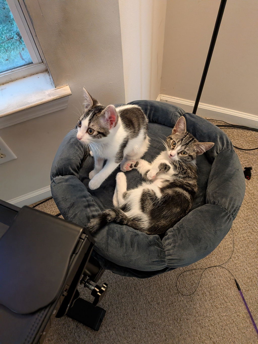 DeskPurrch Cat Bed