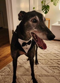 Dog Tuxedo Bandana  - Wedding, Formal Event & Special Occasion