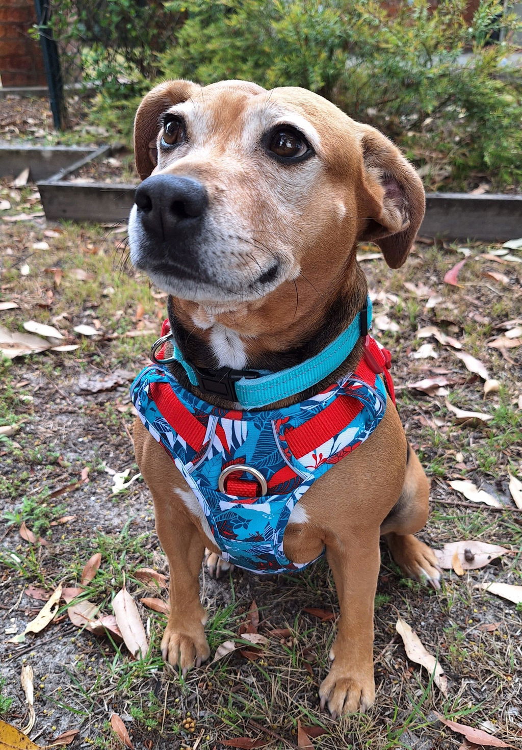Adventurer No Pull Dog Harness Special Edition
