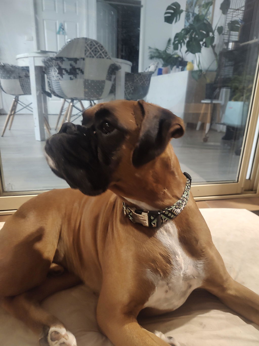 Leo Colourful Personalised Dog Collar