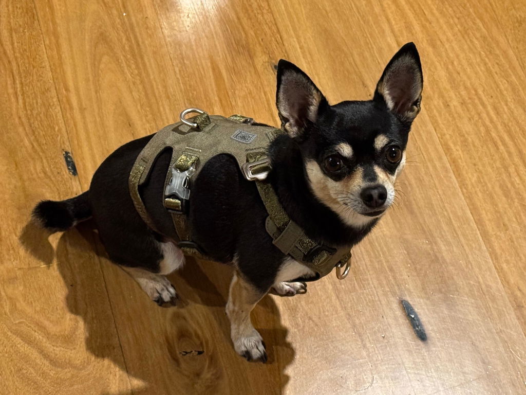Escape Proof Dog Harness Double-H Waterproof