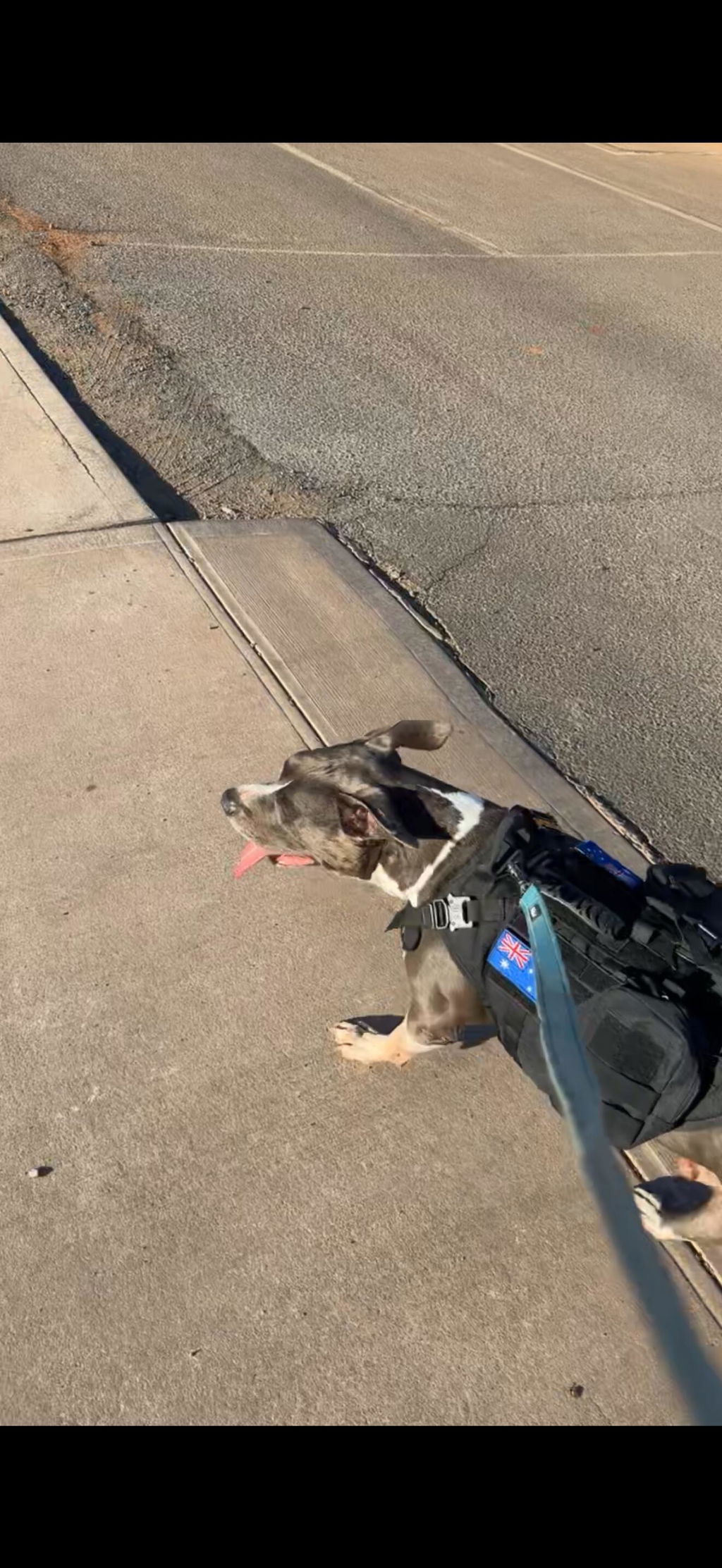 Tactical Dog Harness K9 For Medium Large Dogs