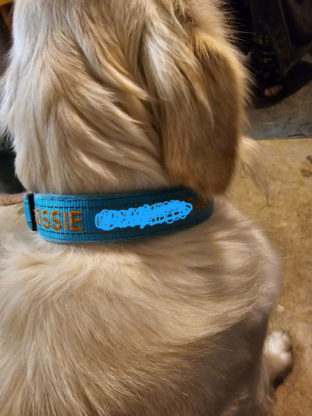 Embroidered Dog Collar Soft Padded Reflective