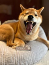 PUレザーマジックタグ【アプリ連携できるQRコード付き犬用ネームタグ | 迷子札にも】