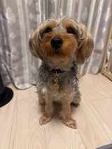 真鍮キーホルダー | QRコード付き犬用迷子札 | アプリ連携