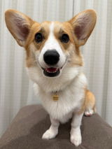 真鍮キーホルダー | QRコード付き犬用迷子札 | アプリ連携