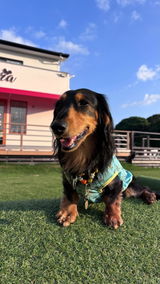 真鍮キーホルダー | QRコード付き犬用迷子札 | アプリ連携