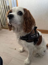 PUレザーマジックタグ【アプリ連携できるQRコード付き犬用ネームタグ | 迷子札にも】
