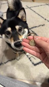 真鍮キーホルダー | QRコード付き犬用迷子札 | アプリ連携