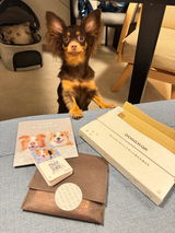 真鍮キーホルダー | QRコード付き犬用迷子札 | アプリ連携