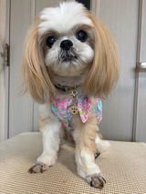 真鍮キーホルダー | QRコード付き犬用迷子札 | アプリ連携