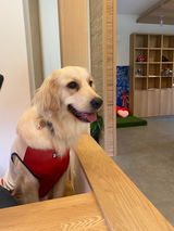 真鍮キーホルダー | QRコード付き犬用迷子札 | アプリ連携